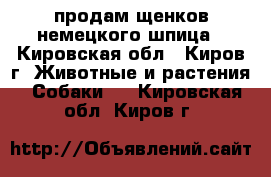 продам щенков немецкого шпица - Кировская обл., Киров г. Животные и растения » Собаки   . Кировская обл.,Киров г.